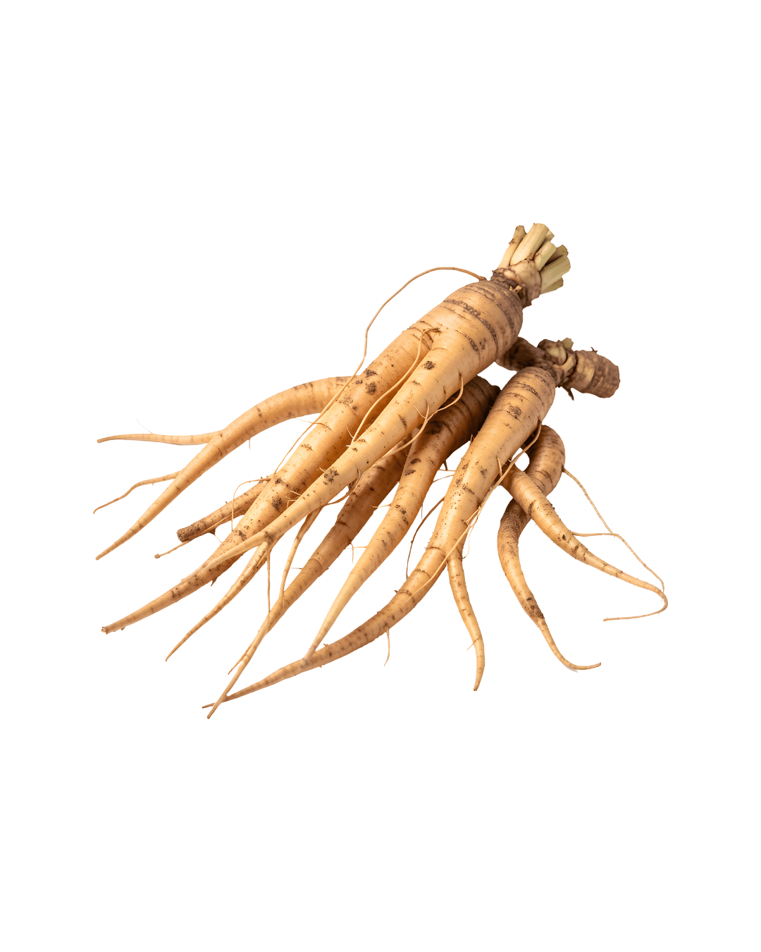 Ginseng Korea
