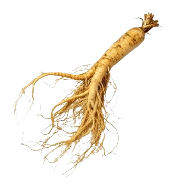 Ginseng