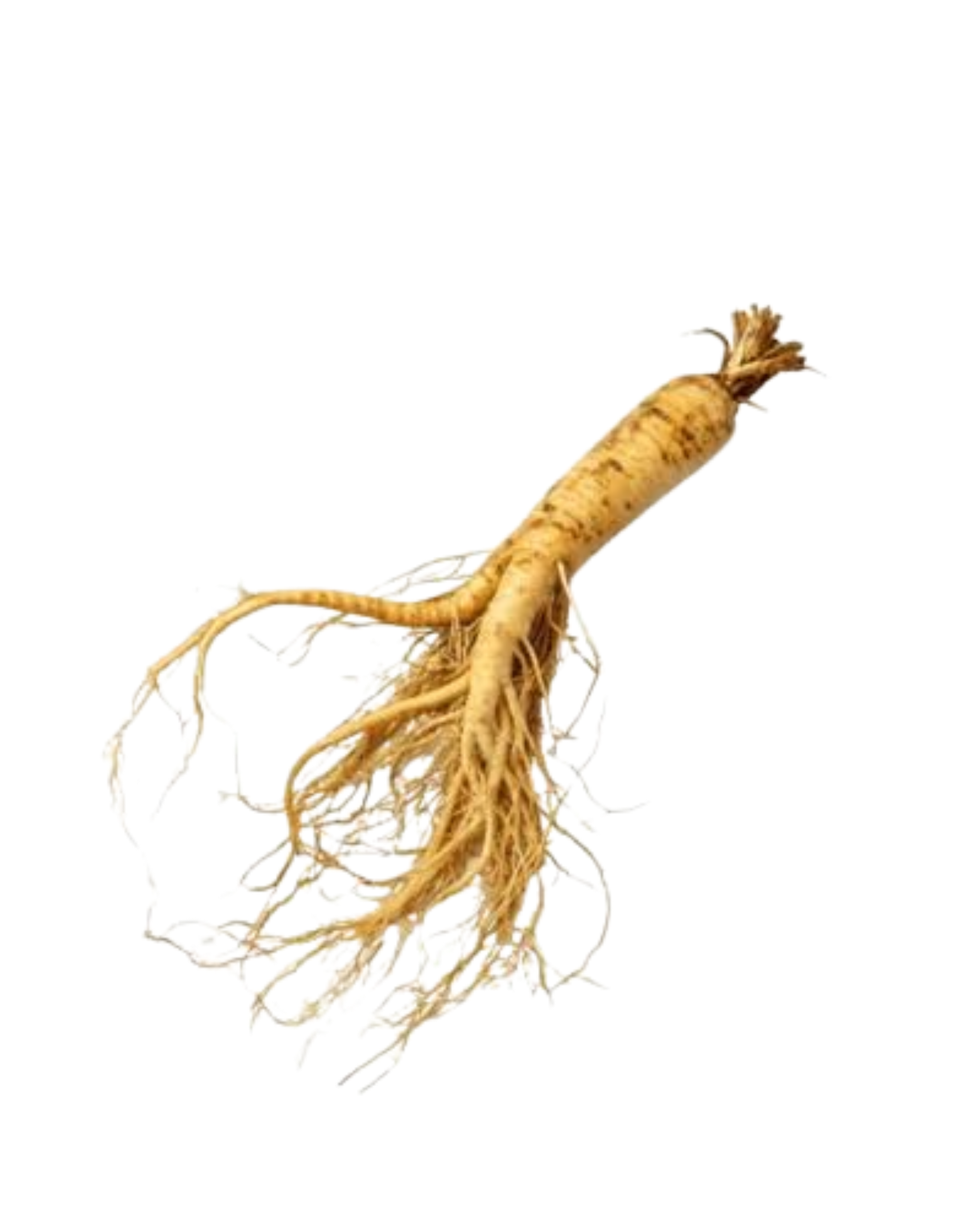 Ginseng